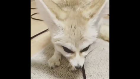 Fennec Fox Eats A Scorpion Youtube