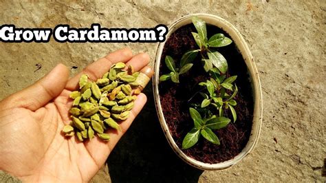 Grow Cardamom Plant From Seeds With Result Will Kitchen Seeds
