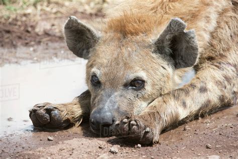 Close Up Of Spotted Hyena Crocuta Crocuta Lying Next To Water Puddle