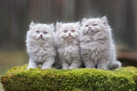 Kucing yang comel dan gebu memang mampu untuk menarik perhatian dan menghiburkan kita. Koleksi Gambar Kucing Comel Manja Gebu Lucu & Cute (Kartun ...