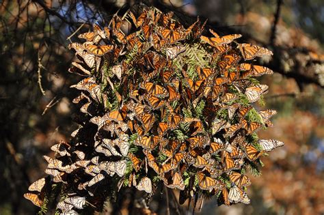 Tracking Monarch Butterfly Migration With The Worlds