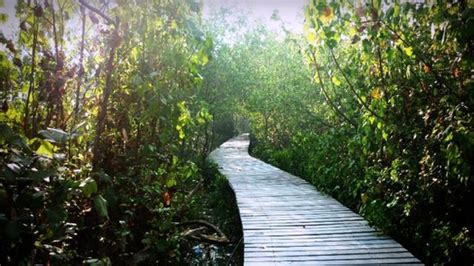 Kebun Raya Mangrove Gunung Anyar Wisata Alam Baru Di Surabaya