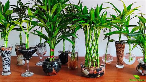 Grow And Decorate Lucky Bamboo Only In Water Indoor Water Garden Grow