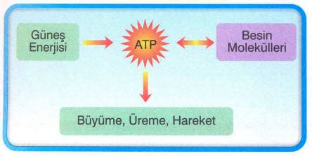 Atp hücre içinde bulunan çok işlevli bir nükleotitin genel adıdır. ATP (Adenozin Trifosfat) Nedir? (Biyoloji)