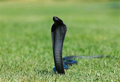 Cobra Snake Wallpapers King Pure Mobile Animals