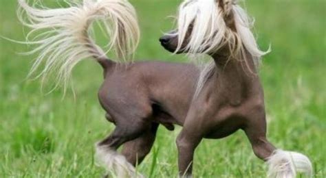 Chinese Crested Dog Breed Information Pictures And Facts