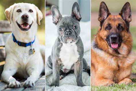 American Kennel Club Reveals Most Popular Dog Breeds 2020