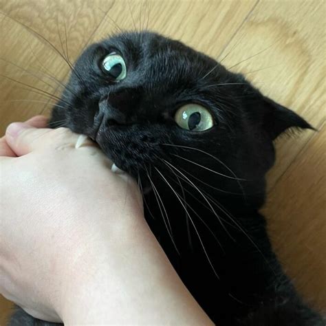 Este Gato Negro Es Tan Extrañamente Adorable Que Está Conquistando
