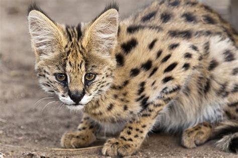 serval cat breed profile characteristics and care