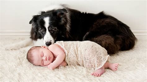 Dogs Babysitting Babies A Dogs Love Babies Compilation Cute Youtube