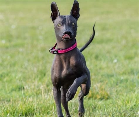 Xoloitzcuintli Breed Information Guide Facts And Pictures Bark