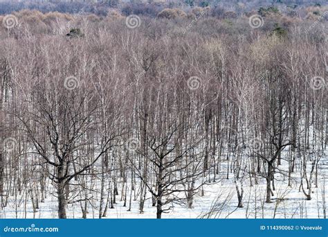 Oak And Birch Trees Between Melting Snow In Forest Stock Photo Image