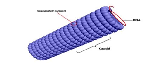 Capsid Definition And Examples Biology Online Dictionary