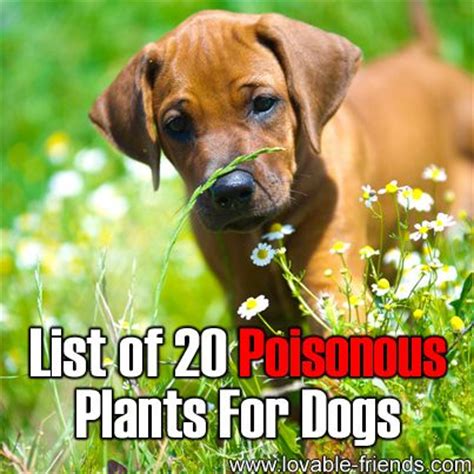 Recognizing the signs of poisoning will enable dog owners to get the help their dogs need when. Please Share This Page: Photo - © Tatiana Katsai - Fotolia ...