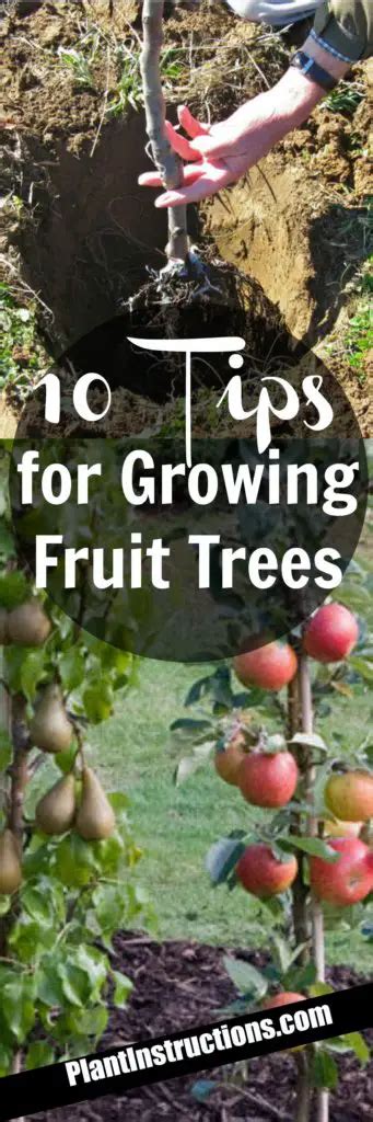 Howto Plant Fruit Trees Grow A Farmer
