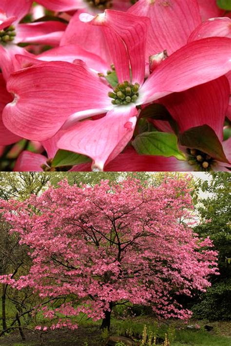 buy red flowering dogwood tree  shipping cornus florida rubra