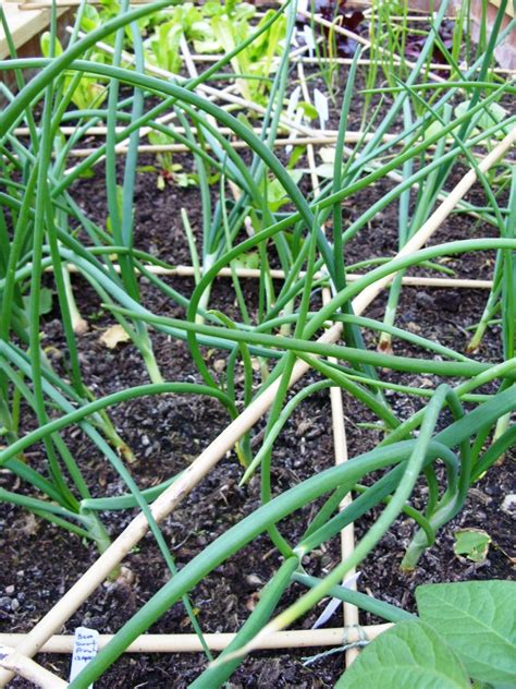 Kellis Northern Ireland Garden Veg Update Celery Radish Onion Etc