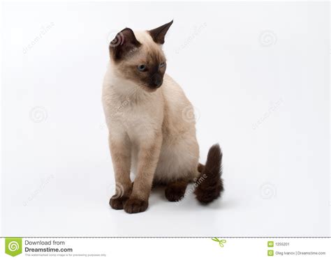 Siamese Cat Stock Image Image Of Isolated Baby Tail 1255201