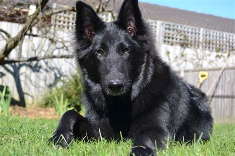 Belgian Shepherd Dog Breed Information All About Dogs