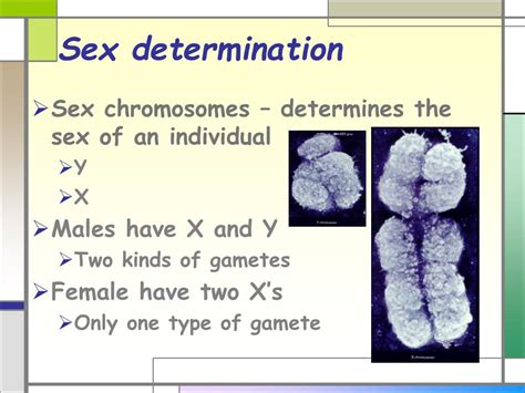 Ppt Sex Linked Traits Powerpoint Presentation Free Download Id2485227