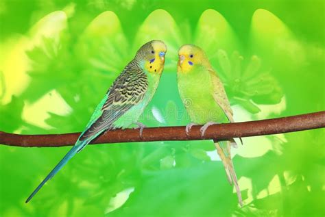 368 Budgies Background Stock Photos Free And Royalty Free Stock Photos