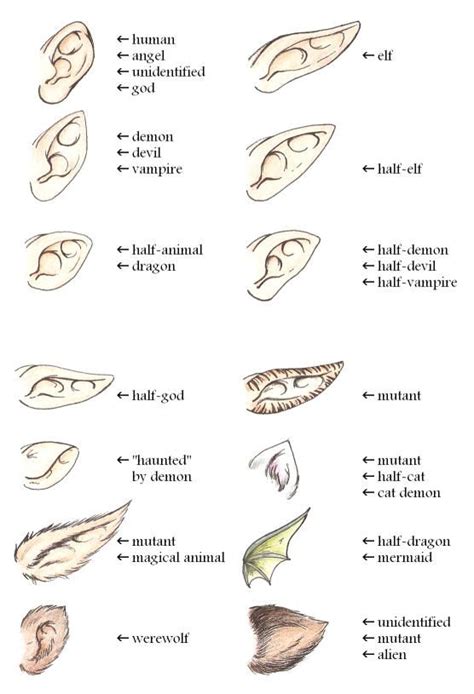 Ears Guide By Yume By Yumenegari Art Sketchbook Art Reference