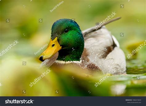 Full Detailed Head Shot Mallard Duck Stock Photo 1984419659 Shutterstock