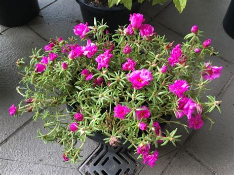A guide to identification and correct classification. Please Help Identify. Photo Provided. Succulent With Pink ...