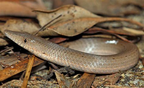 Update 84 About Legless Lizard Australia Hot Nec