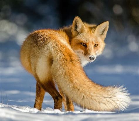 The Beauty Of Wildlife Pet Fox Fox Animals