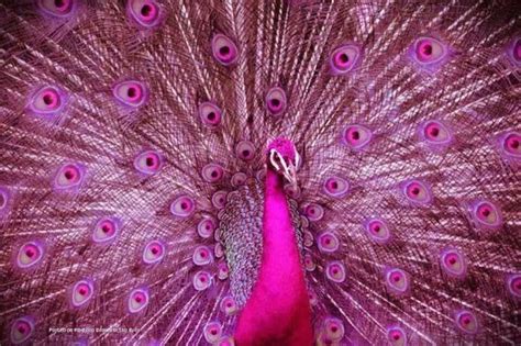 Pin By Karole Potter On Pink Pink Peacock Peacock Animals Beautiful