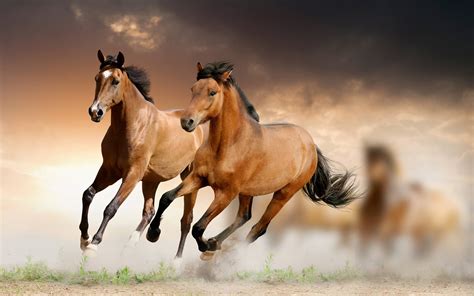 Horse Wallpapers Wallpaper Cave