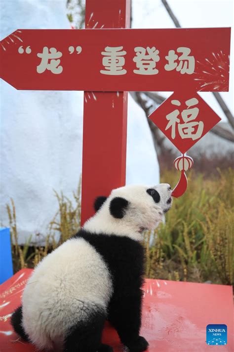 Giant Panda Cubs Make Group Appearance At Breeding Bases In Sichuan Gdtoday