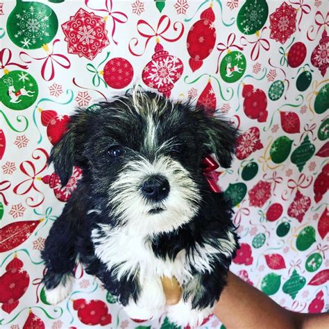 Many breeds of puppies for sale in mayotte , some are sold cheap. Miniature Schnauzer Puppies For Sale | Phoenix, AZ #287062