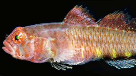 Eviota Fluctiphila Is A New Dwarf Goby From The Western Pacific
