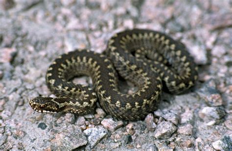 Viper Snake Britannica