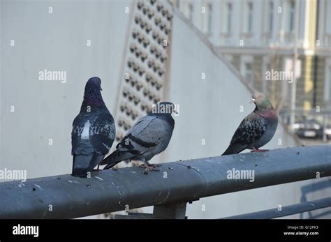 Three Pigeons On Bridge Stock Photo Alamy