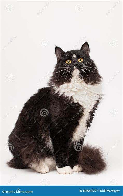 Black And White Siberian Cat Stock Image Image Of Purebred Shot