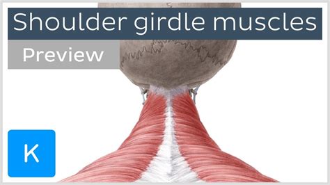 Diagram Of Shoulder Girdle Muscles Of The Pectoral Girdle And Upper