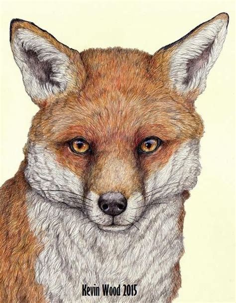 Fox Drawing By Uk Artist Kevin Wood Kevin Wood Designs Facebook