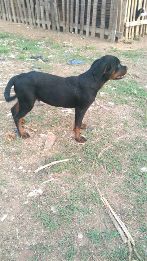 Rottweiler and boerboel mix breed puppies. Female Boerboel And Male Rottweiler Puppies Available ...