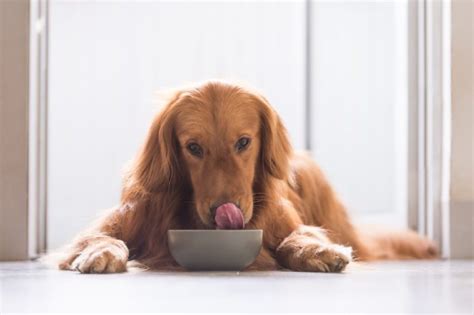 How Much Food To Feed A Golden Retriever Puppy And Adult Guide Pet Keen