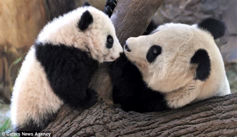 Adorable Moment Six Month Old Baby Panda Cuddles Up To Its Mother