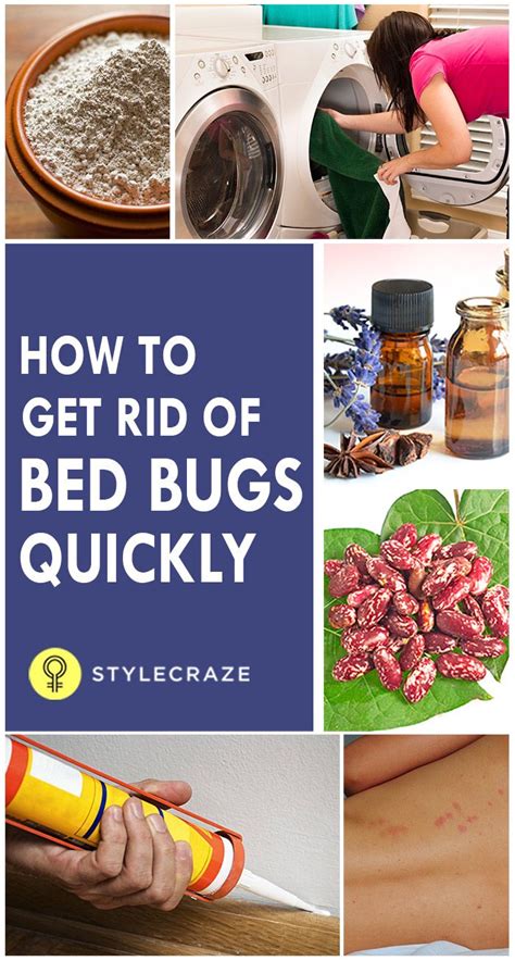 How To Get Rid Of Bed Bugs Quickly Rid Of Bed Bugs Bed Bug Remedies