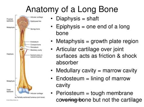 The structure of a long bone allows for the best the diagram of a long bone could become your choice when making about bone. PPT - The Skeletal System:Bone Tissue PowerPoint Presentation - ID:3100943
