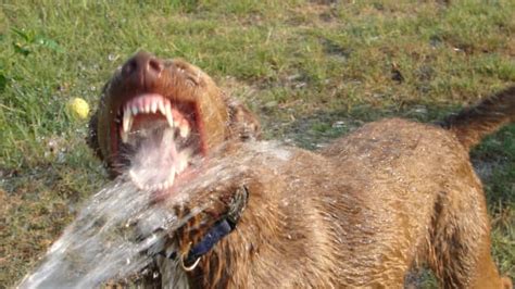 Causes Of Lumps Bumps And Masses In A Dogs Mouth Pethelpful