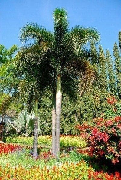 How To Take Care Of Foxtail Palm Trees