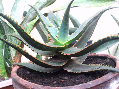 See more ideas about cactus and succulents, succulents, cactus. Aloe 'Sean's Red' | Cacti and succulents, Cactus and ...