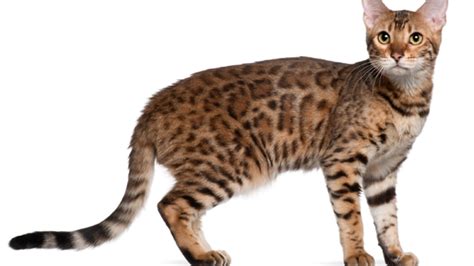 Rising sun kittens and cats are the sole property of rising sun bengals and should be considered as such until the cat or kitten is in possession of the buyer and the ownership contract has been signed by both parties. 6 Brilliant Facts About Bengal Cats | Mental Floss