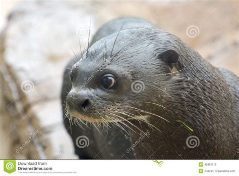 Giant Otter Pteronura Brasiliensis Stock Image Image Of South Head